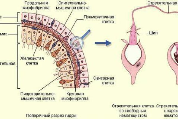 Как пополнить кошелек на кракене даркнет