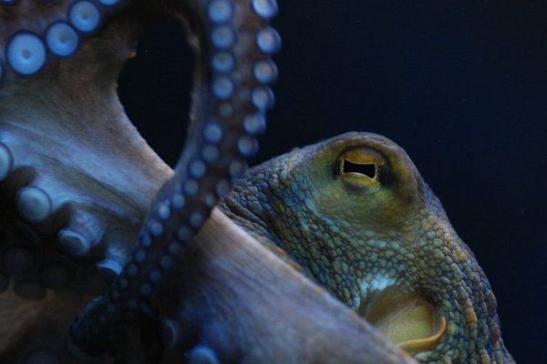 Kraken 19at