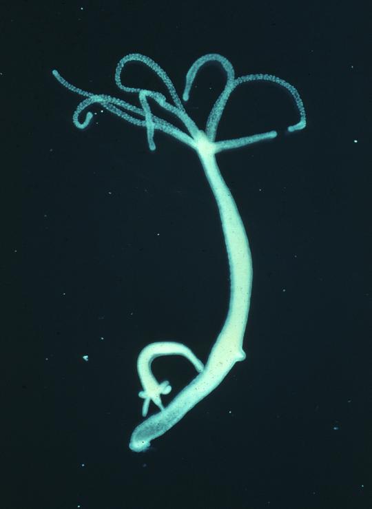 Kraken 13 at com